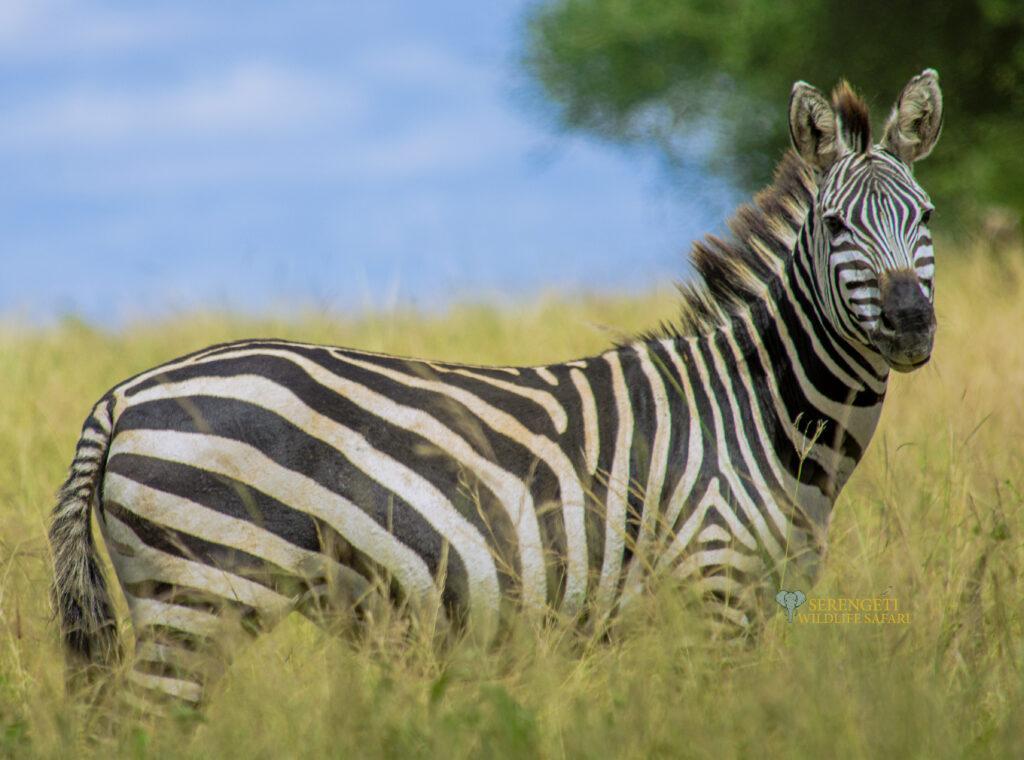 Tanzania safari cost zebra from serengeti