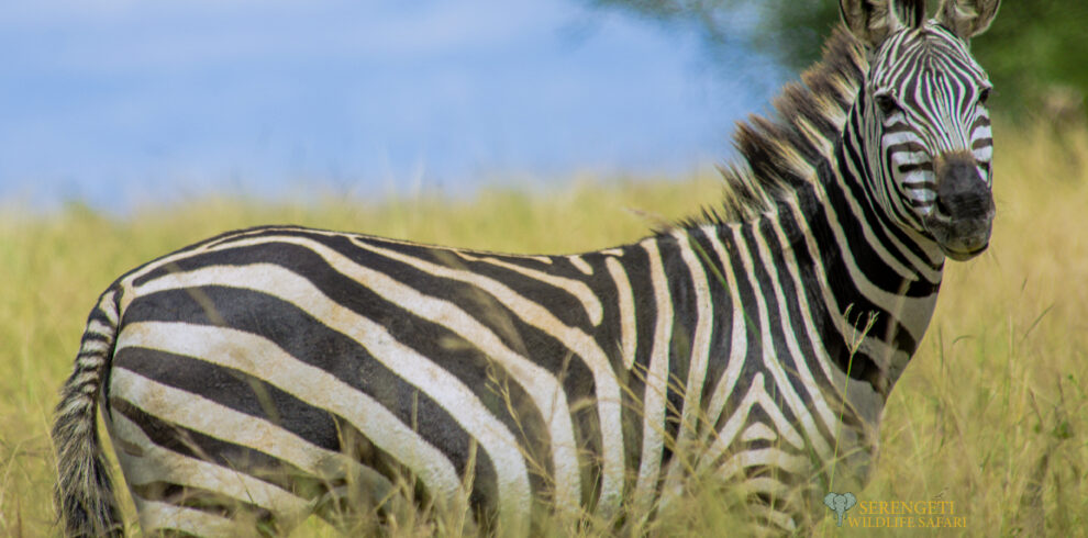 Tanzania safari cost zebra from serengeti