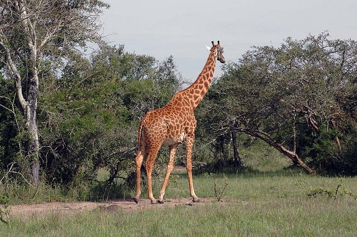 Tanzania safari experience
