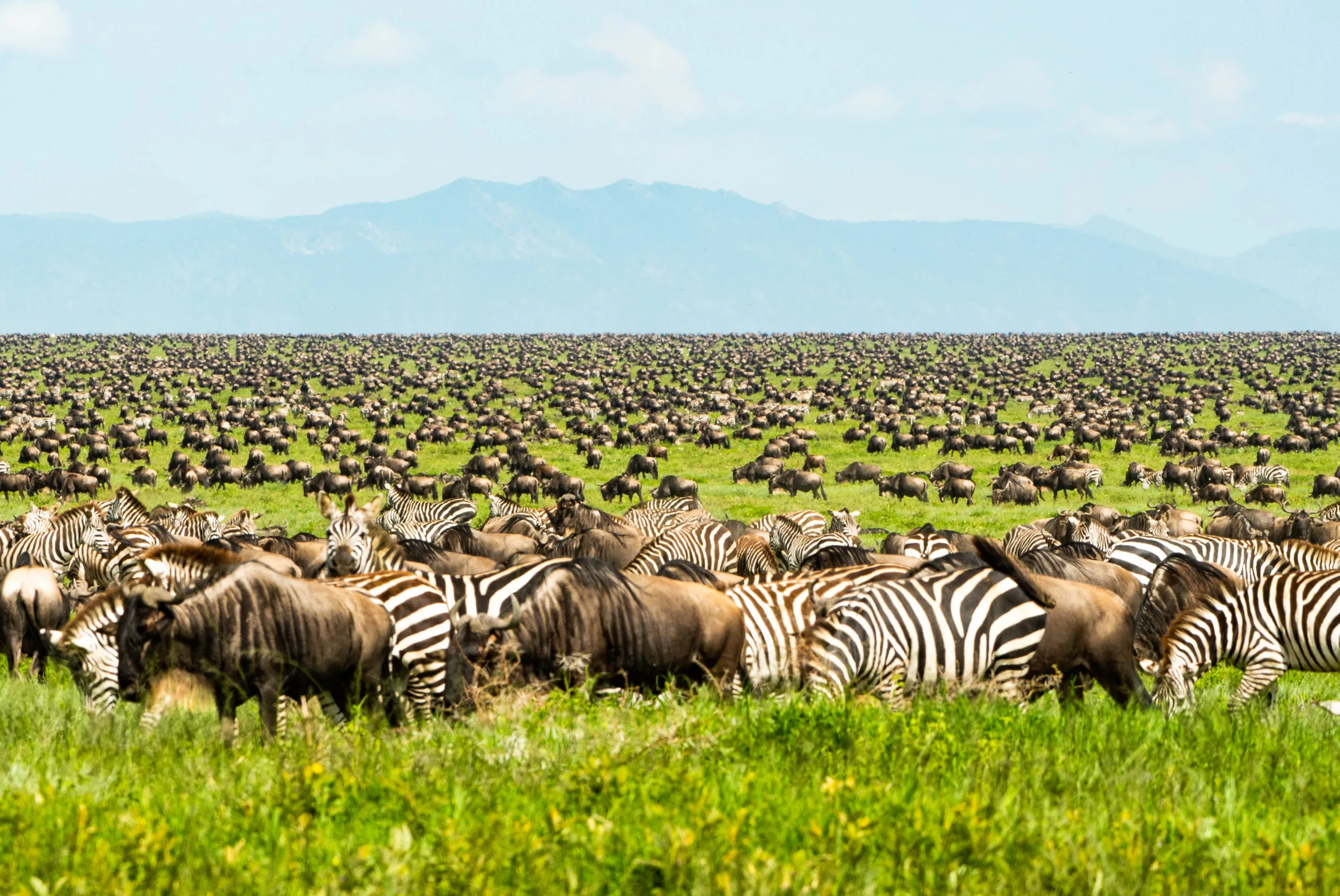 7-Day Migration Safari 3