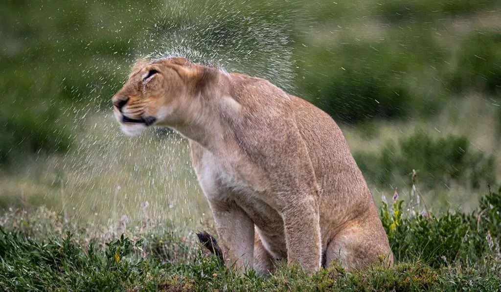Serengeti safari