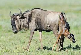 6-Day Ndutu Calving Season Safari wildebeest migration overview