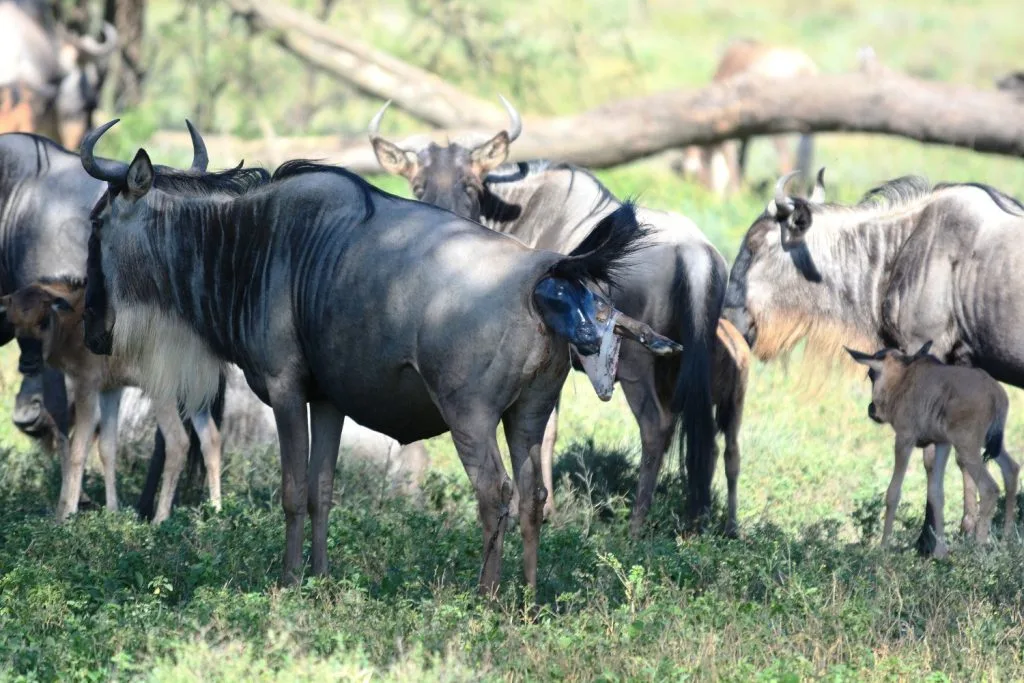 6-Day Ndutu Calving Season Safari Serengeti landscape scenery