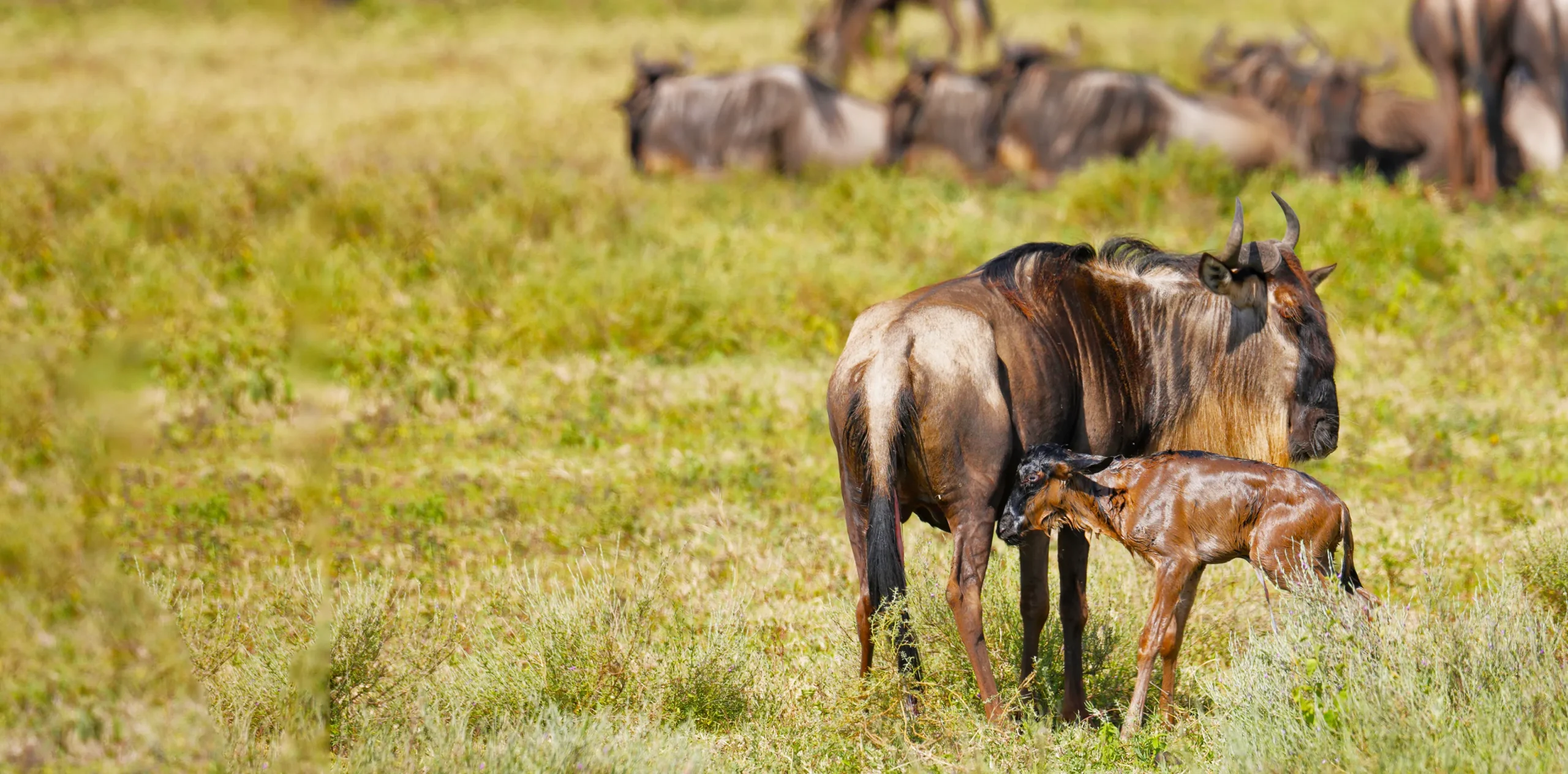 6-Day Ndutu Calving Season Safari game drive vehicle