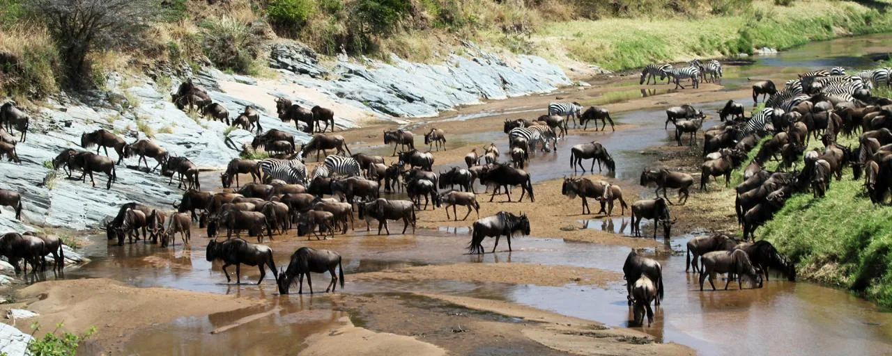 Serengeti River Crossing Safari serengeti safari