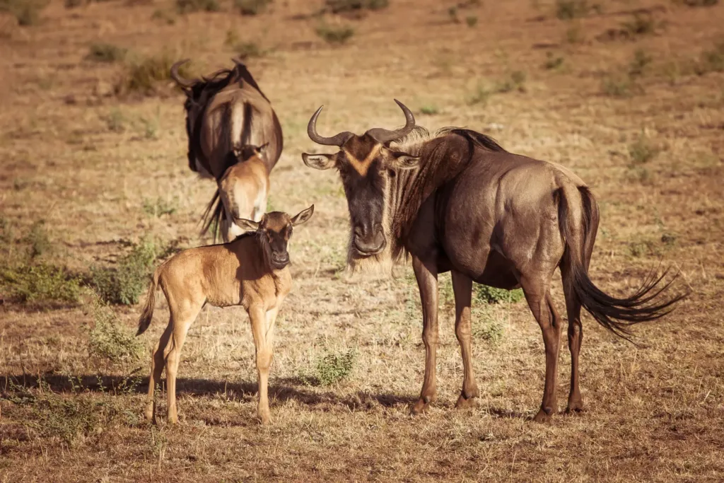 6 day great migration safari 2