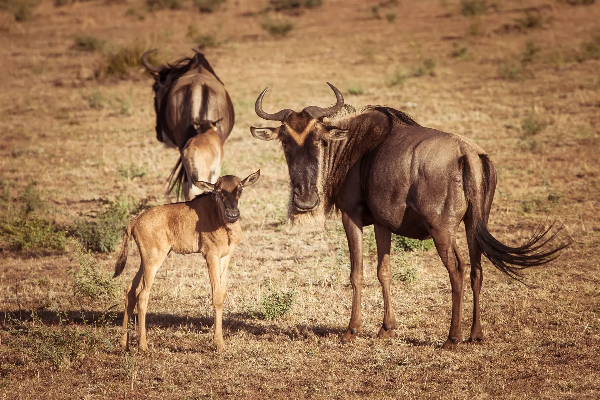 Wildlife during 4-Day Budget Migration Safari