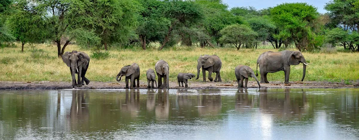 3 day family safari elephants at Tarangire