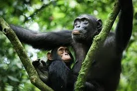 Chimpanzee in the wild