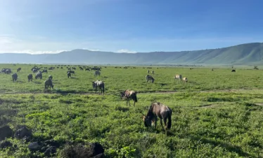 12 day tanzania safari