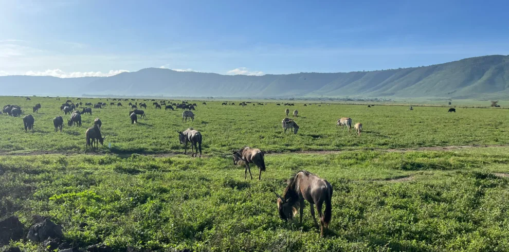 12 day tanzania safari