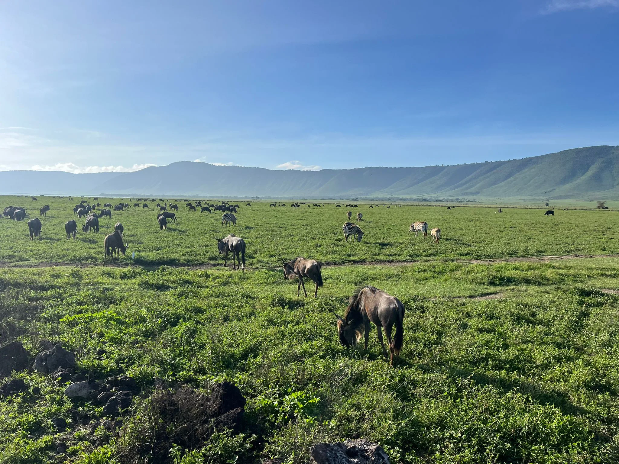 12 day tanzania safari