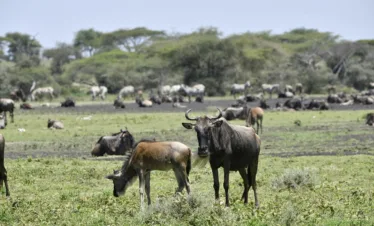 5 Day Ndutu Migration Safari