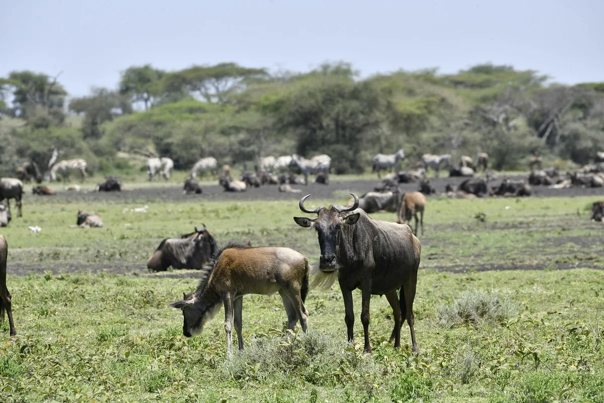 5 Day Ndutu Migration Safari