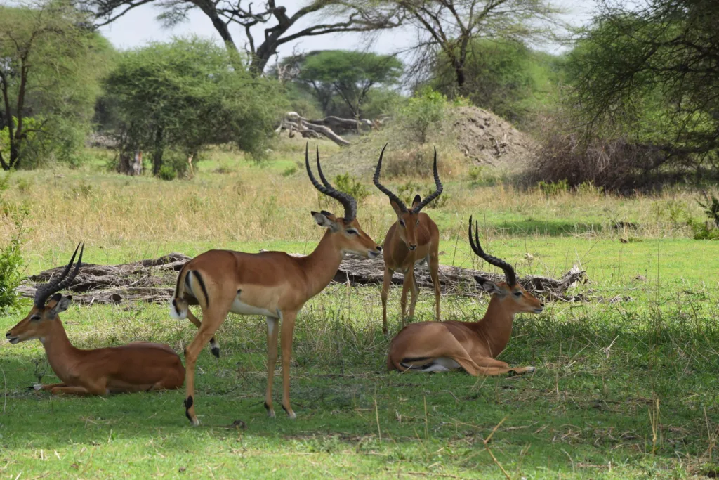 best luxury safari tanzania