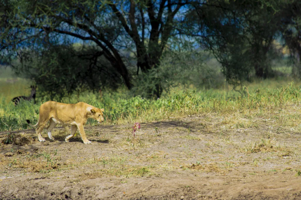 best luxury safari tanzania