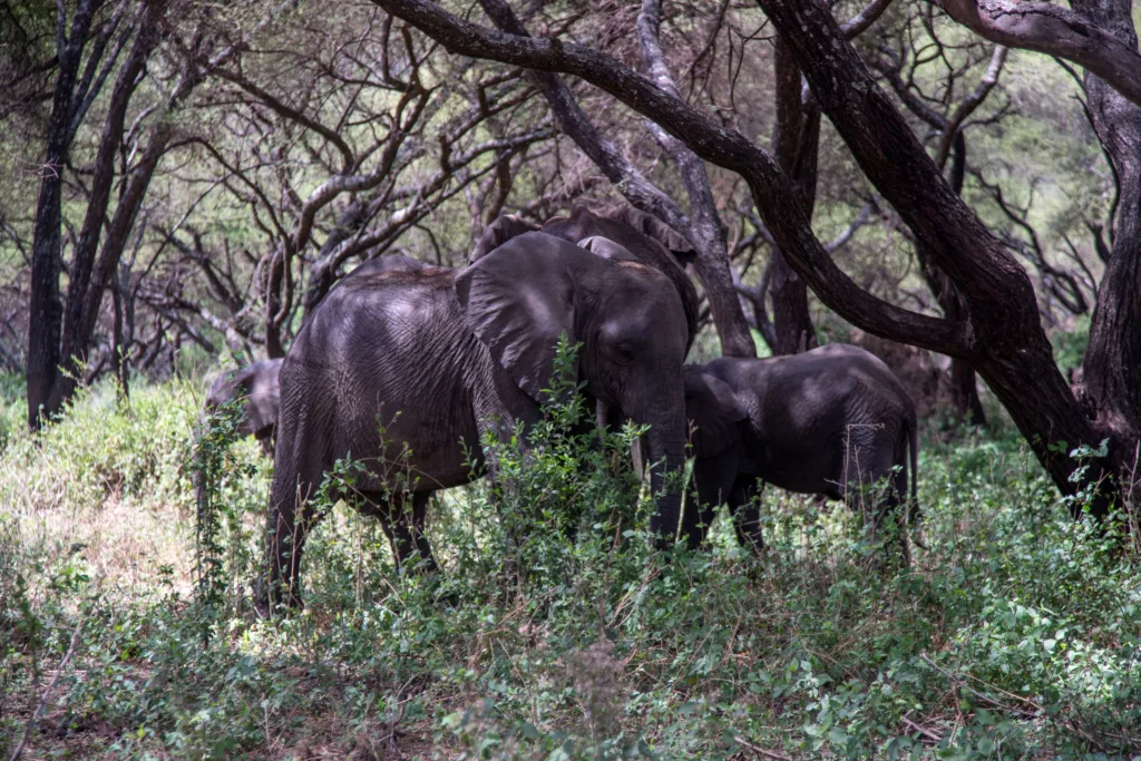 2-day Tarangire and Ngorongoro Crater safari & serengeti safari