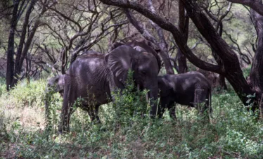 2-day Tarangire and Ngorongoro Crater safari & serengeti safari