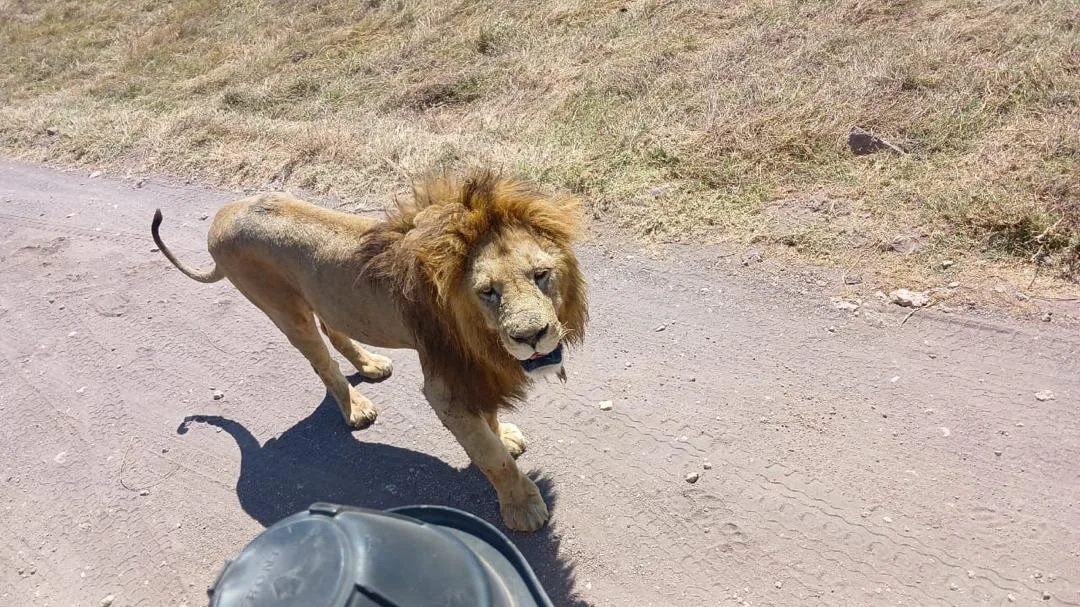 4 day great migration serengeti