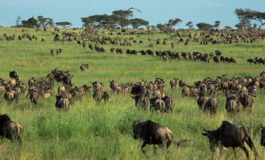 4 day great migration serengeti