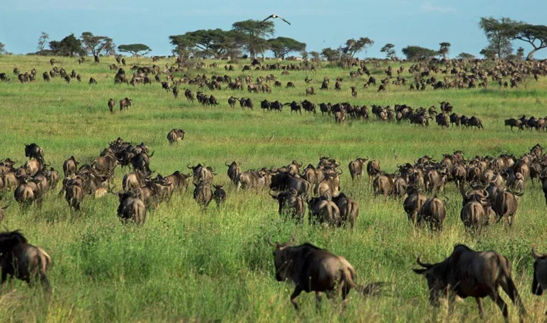 4 day great migration serengeti