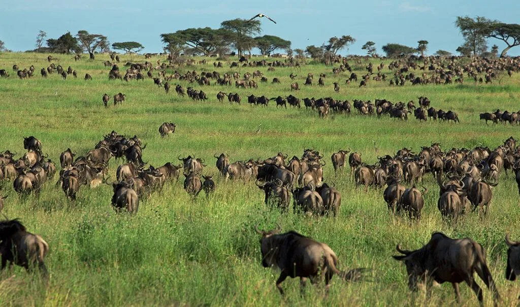 4 day great migration serengeti
