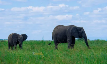 9-day wildebeest migration safari packages