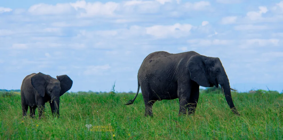9-day wildebeest migration safari packages