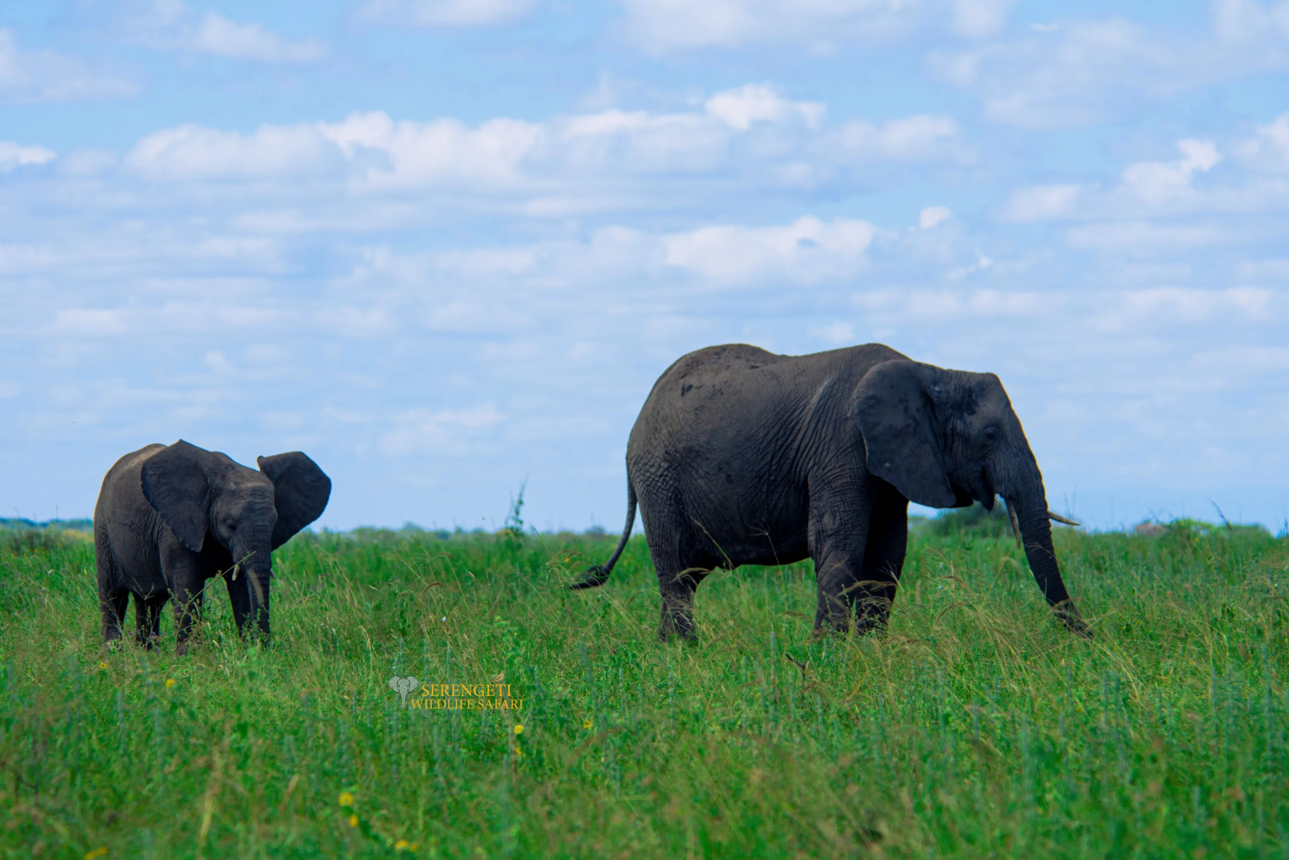 9-day wildebeest migration safari packages