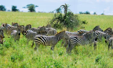9-day wildebeest migration safari packages