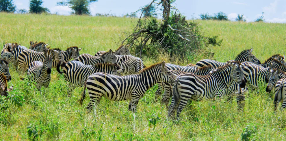 9-day wildebeest migration safari packages
