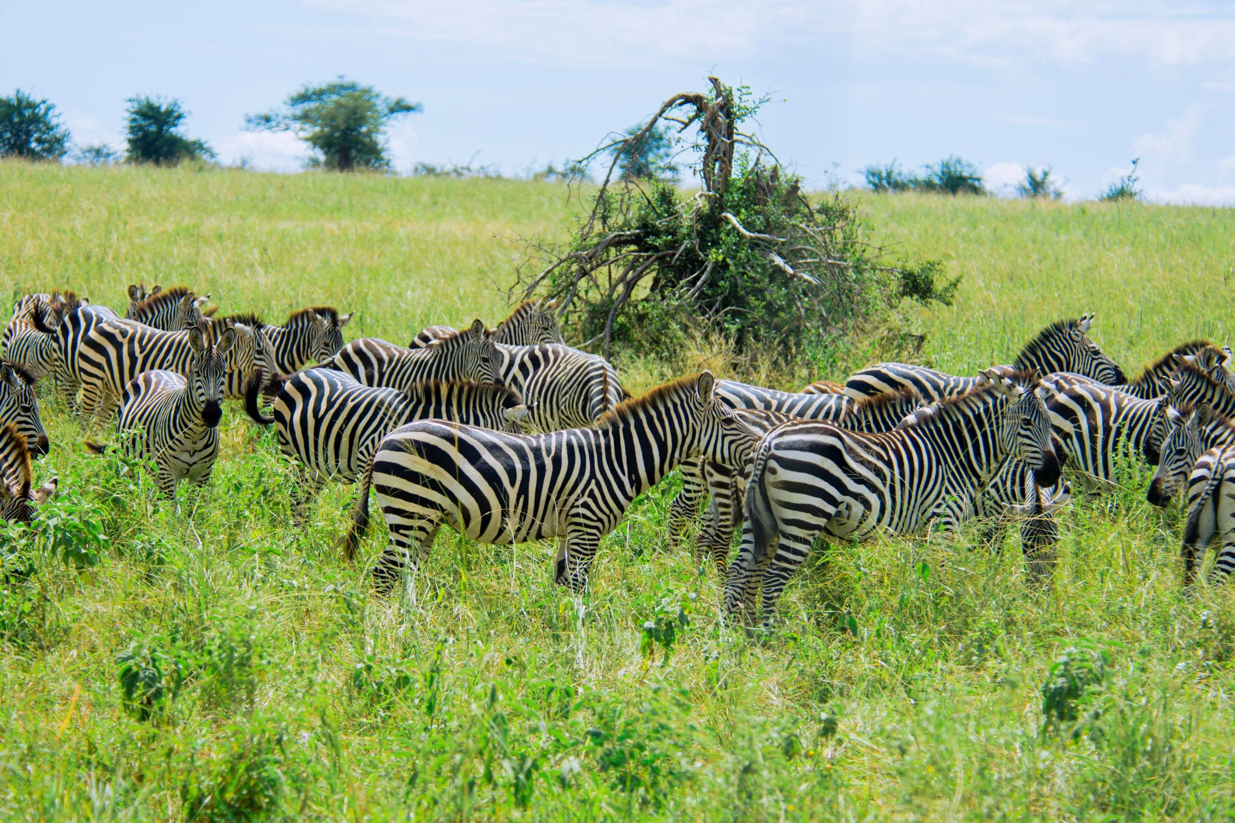 9-day wildebeest migration safari packages