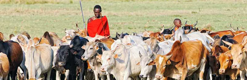 Maasai herding cattle