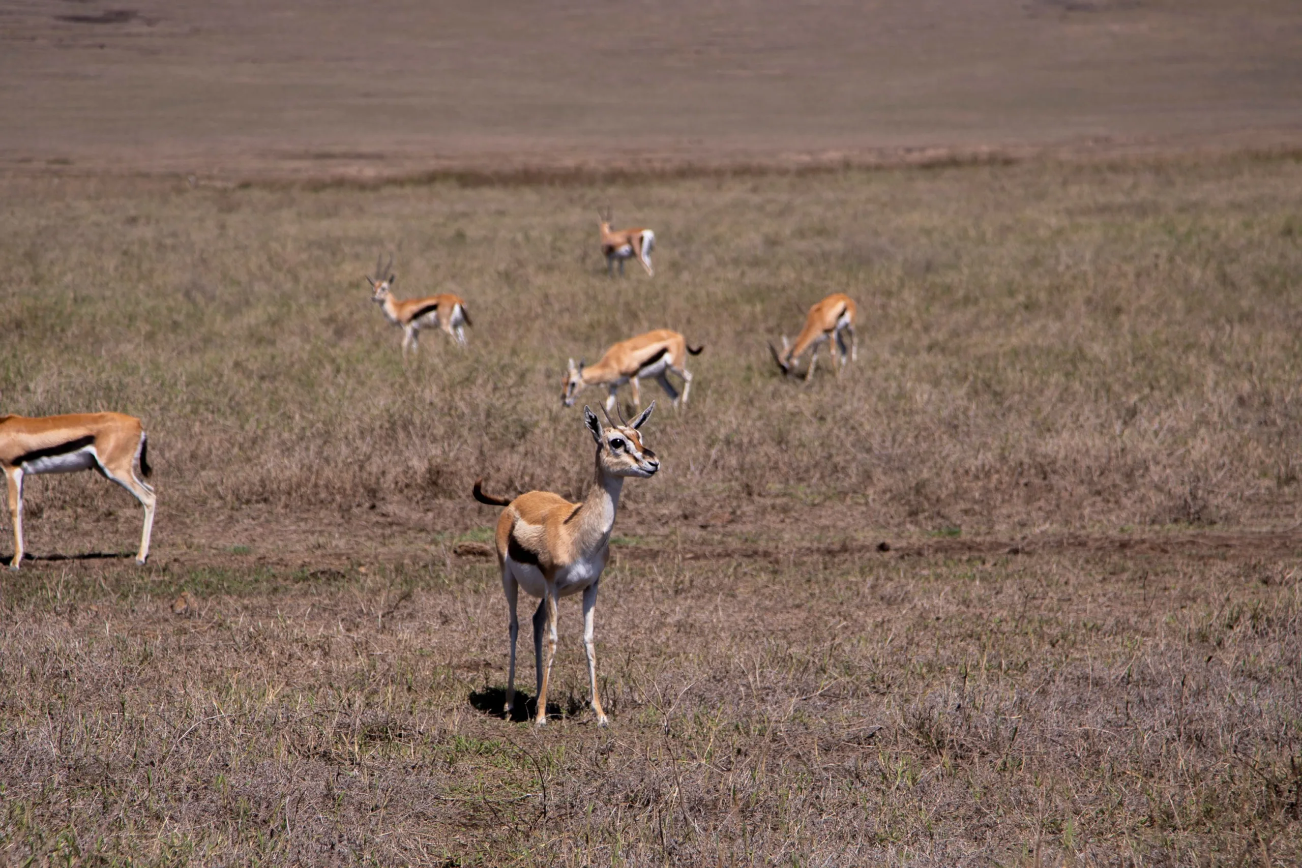 4-Day Luxury Serengeti Fly-In Safari-2