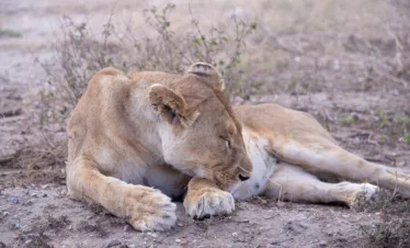 4-Day Luxury Serengeti Fly-In Safari