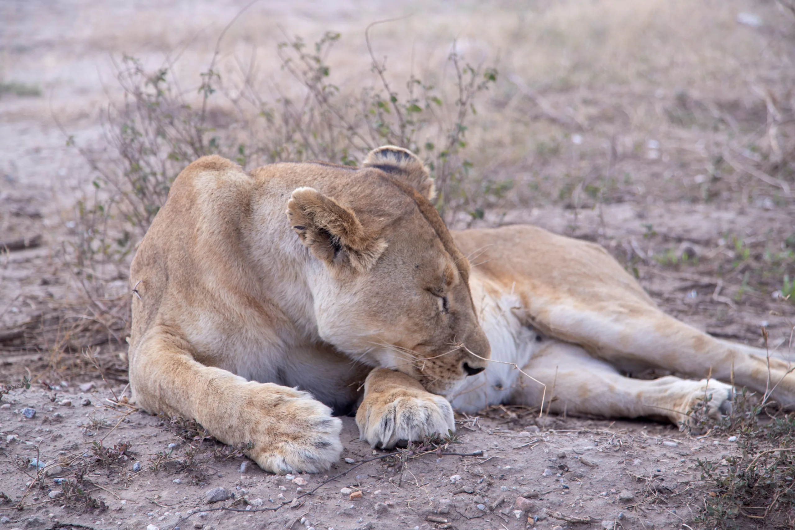 4-Day Luxury Serengeti Fly-In Safari