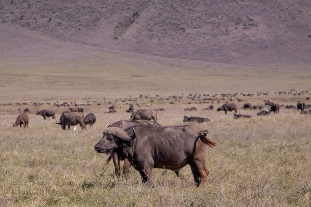 4-Day Serengeti Fly-In Safari