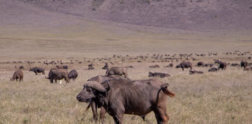 4-Day Serengeti Fly-In Safari