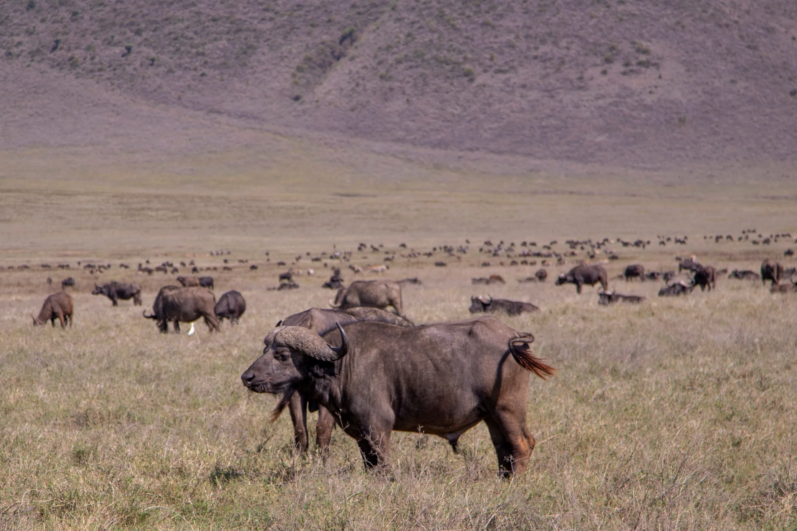 4-Day Serengeti Fly-In Safari