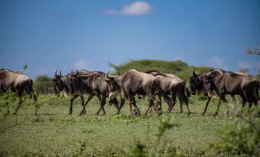 4 day wildebeest on the serengeti