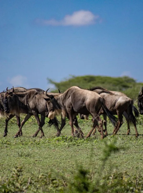4 day wildebeest on the serengeti