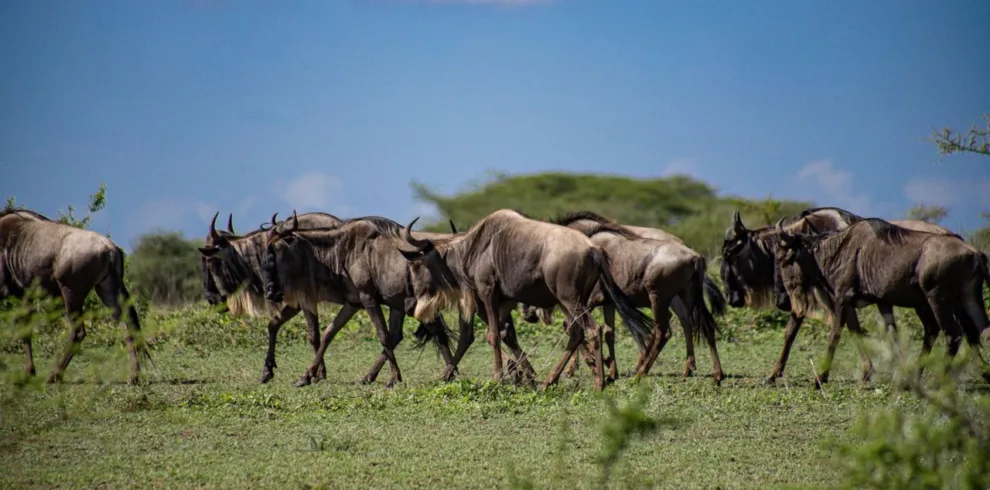 4 day wildebeest on the serengeti