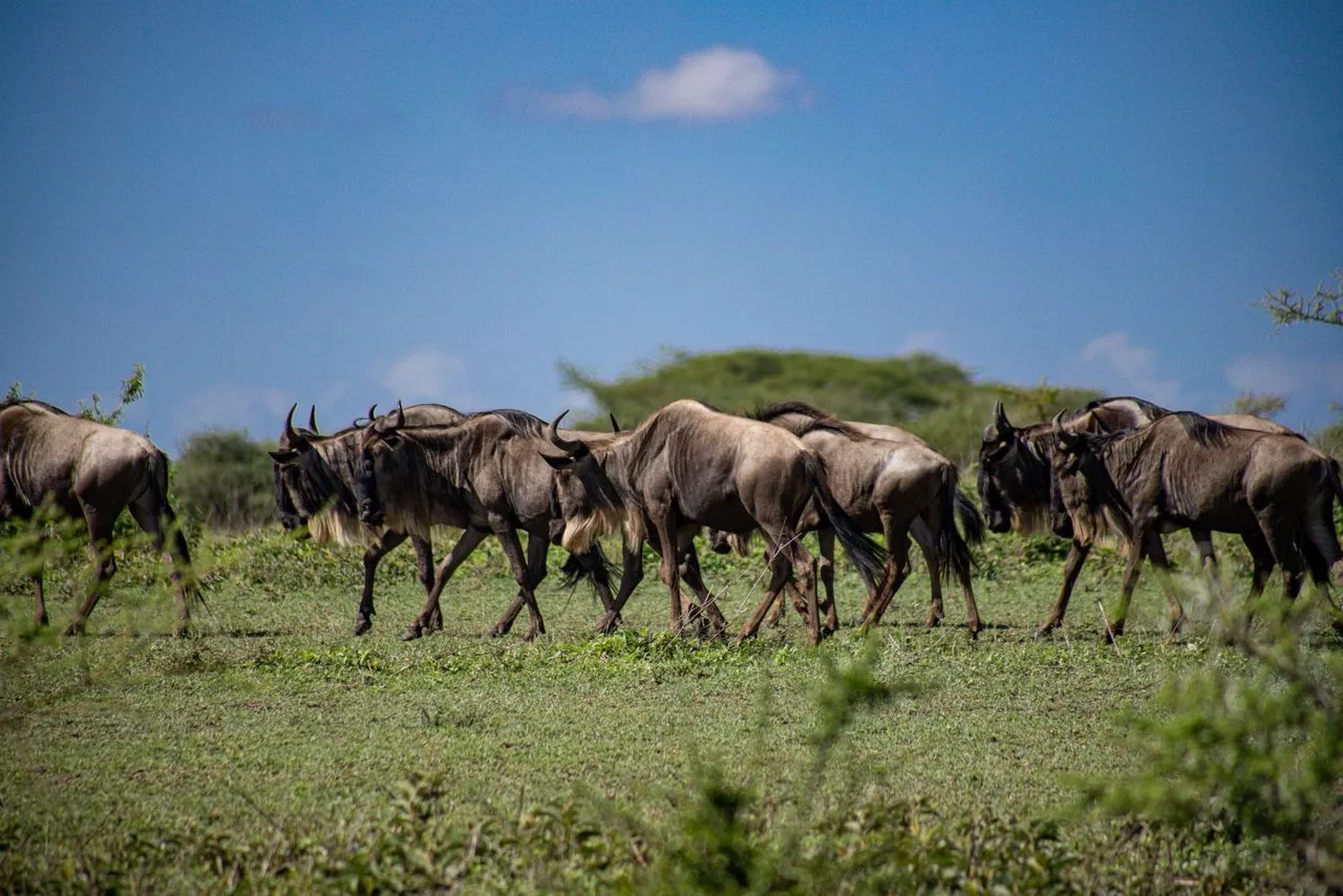 4 day wildebeest on the serengeti