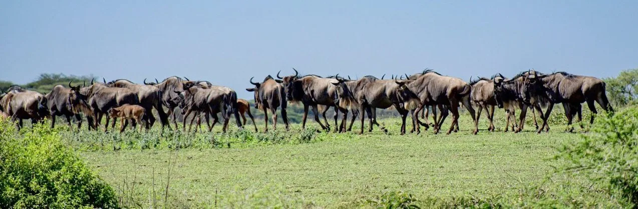 4 day wildebeest on the serengeti