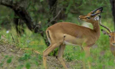 4 day wildebeest on the serengeti