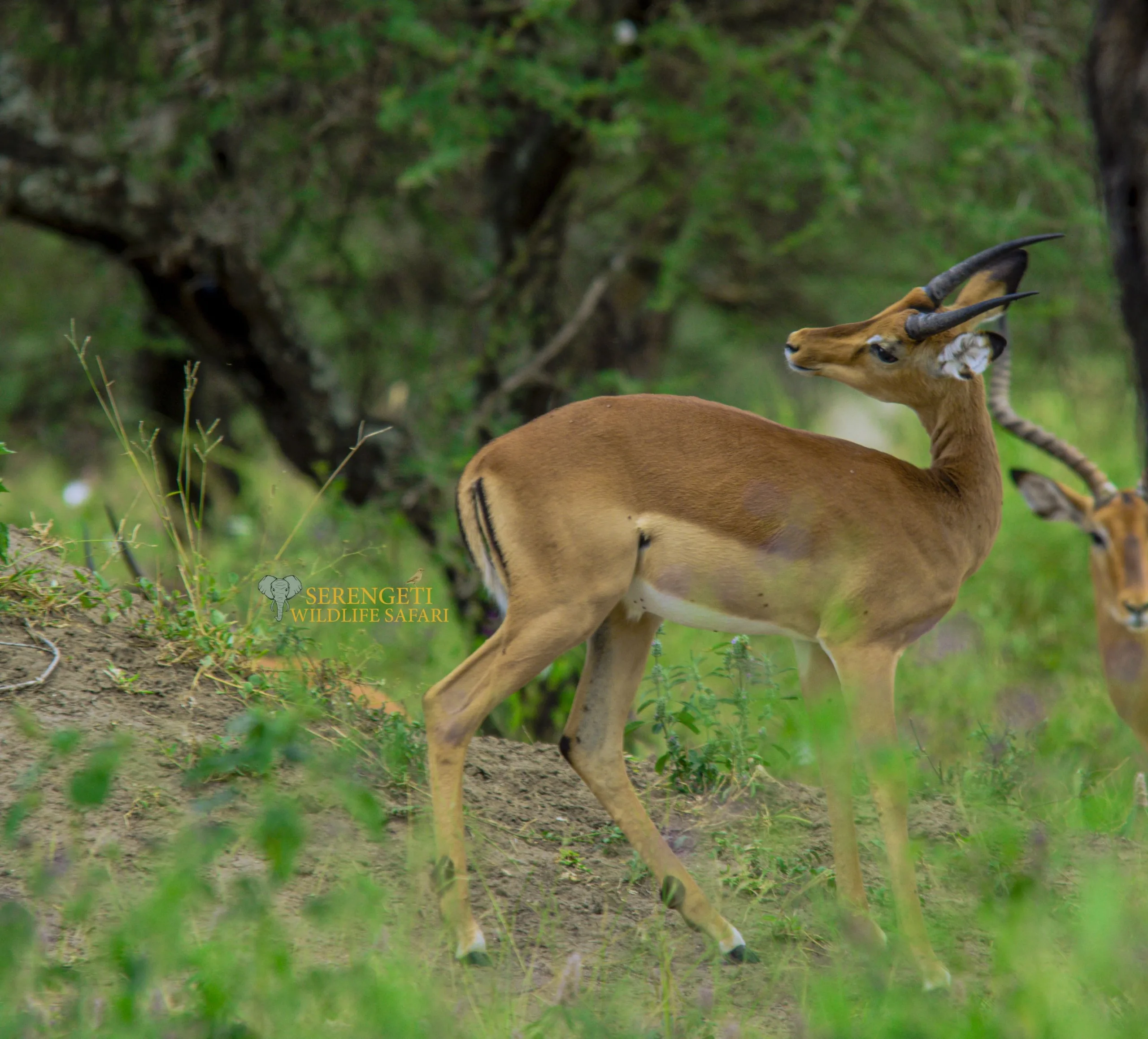 4 day wildebeest on the serengeti