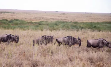 5-Day Great Migration Safari