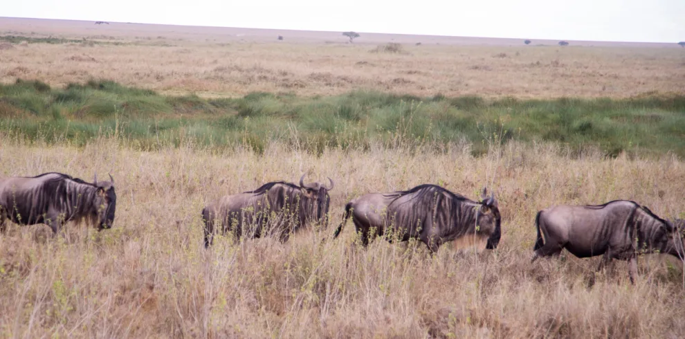 5-Day Great Migration Safari