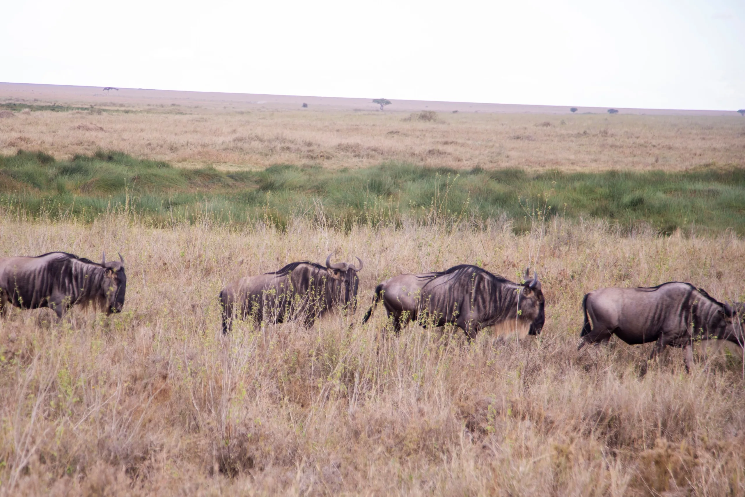 5-Day Great Migration Safari