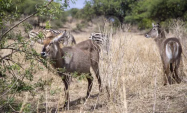 5-days-tanzania-family-safari